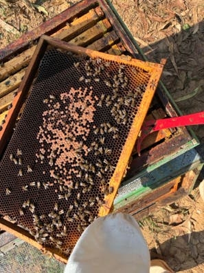 Retirada de enjambres de abejas.
