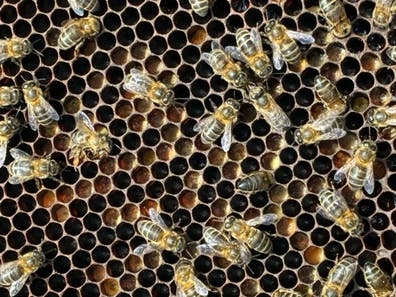 Retirada de enjambres de abejas.