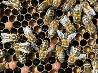 Retirada de enjambres de abejas.