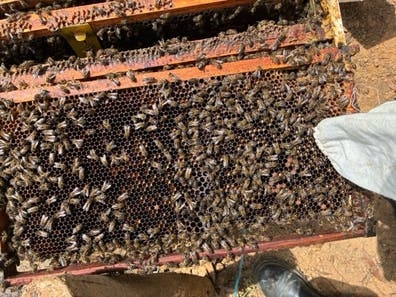 Retirada de enjambres de abejas.