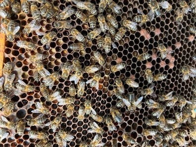 Retirada de enjambres de abejas.