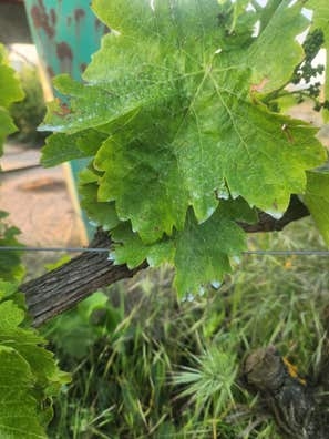 Vendimia