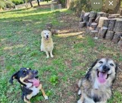 Limpieza y cuidador de  perros barcelona