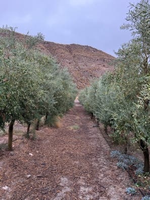 Tractorista y labores agricolas