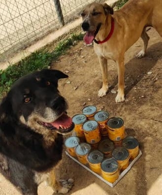 Cuidador/a para refugio de animales