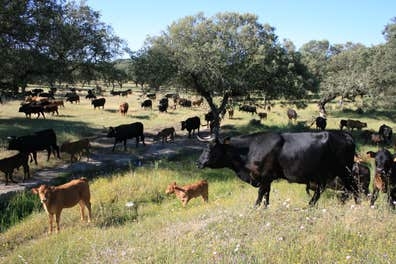 Peón Agrícola