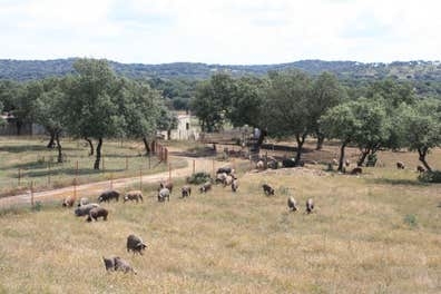 Peón Agrícola