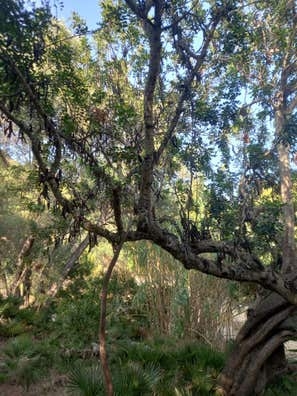 Recolectar algarrobas