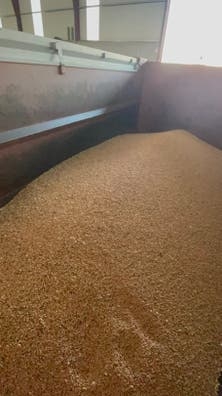 Vendo garbanzos pedrosillanos