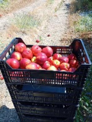 empaquetado de fruta