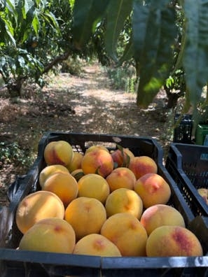 VENTA Melocoton de guadix