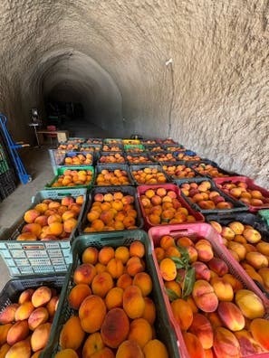VENTA Melocoton de guadix