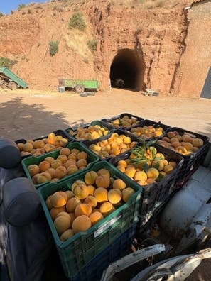 VENTA Melocoton de guadix