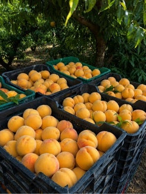 VENTA Melocoton de guadix