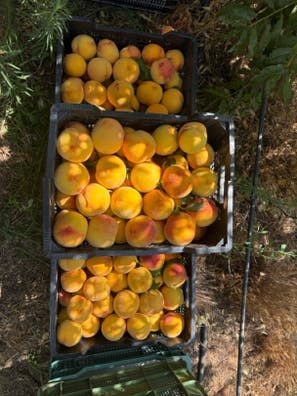 VENTA Melocoton de guadix