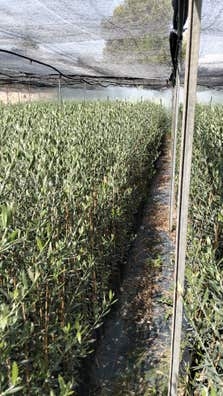 Vivero de Olivos precios de 1'10