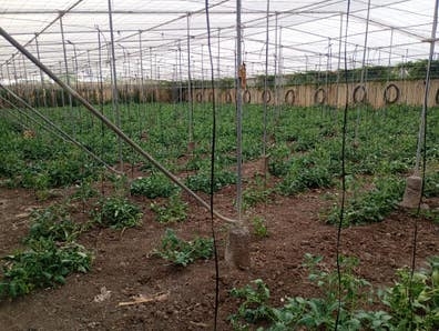 trabajó agrícola