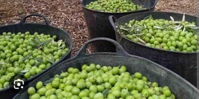 compro aceitunas