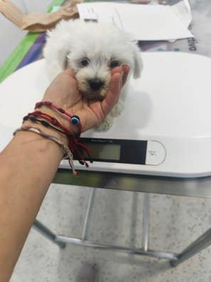 cuidado de perros