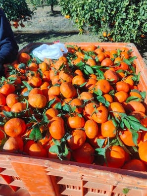 impresa agrícola