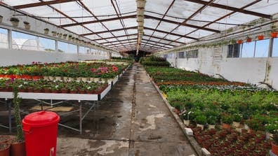 Vivero de plantas ornamentales