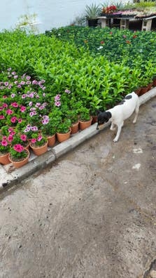 Vivero de plantas ornamentales
