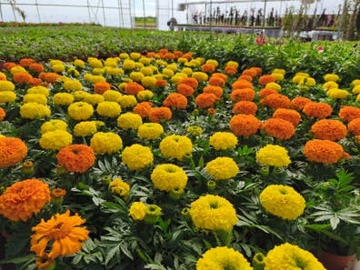 Vivero de plantas ornamentales