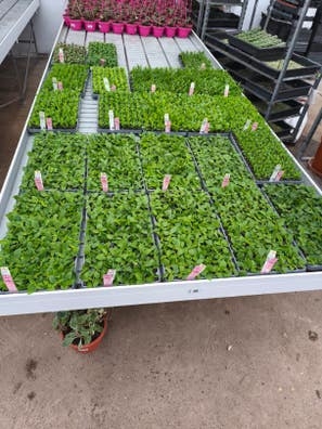 Vivero de plantas ornamentales
