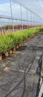 Vivero de plantas ornamentales