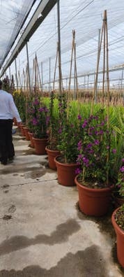 Vivero de plantas ornamentales