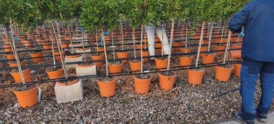 Vivero de plantas ornamentales