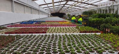 Vivero de plantas ornamentales