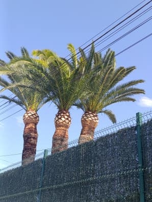 servicio de jardinería