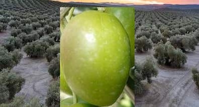 Trabajo en el olivar