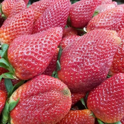 dependienta  para fruteria