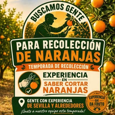 temporada de recoleccion de naranjas