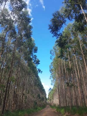 Operario Forestal