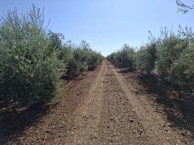 Recoleccion de aceituna de aderezo