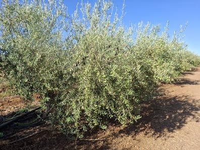 Recoleccion de aceituna de aderezo