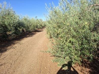 Recoleccion de aceituna de aderezo