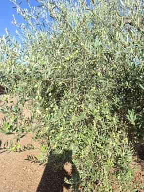 Recoleccion de aceituna de aderezo