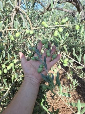 Recoleccion de aceituna de aderezo