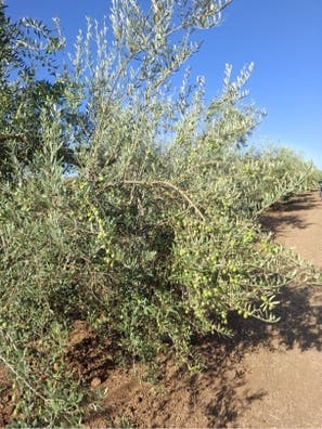 Recoleccion de aceituna de aderezo