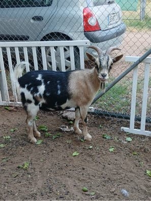 Trabajo de campo con animales