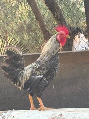 Trabajo de campo con animales