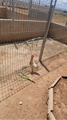 Trabajo de campo con animales