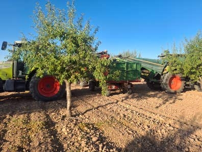 Tractorista recolección de almendra