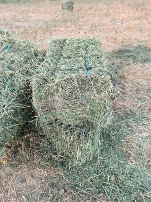 alfalfa