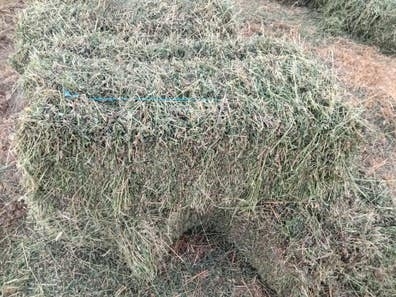 alfalfa