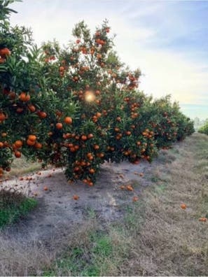 Trabajo de campo